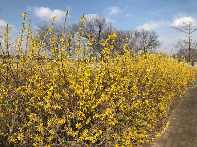手賀沼の魅力 レンギョウ 手賀沼自然ふれあい緑道