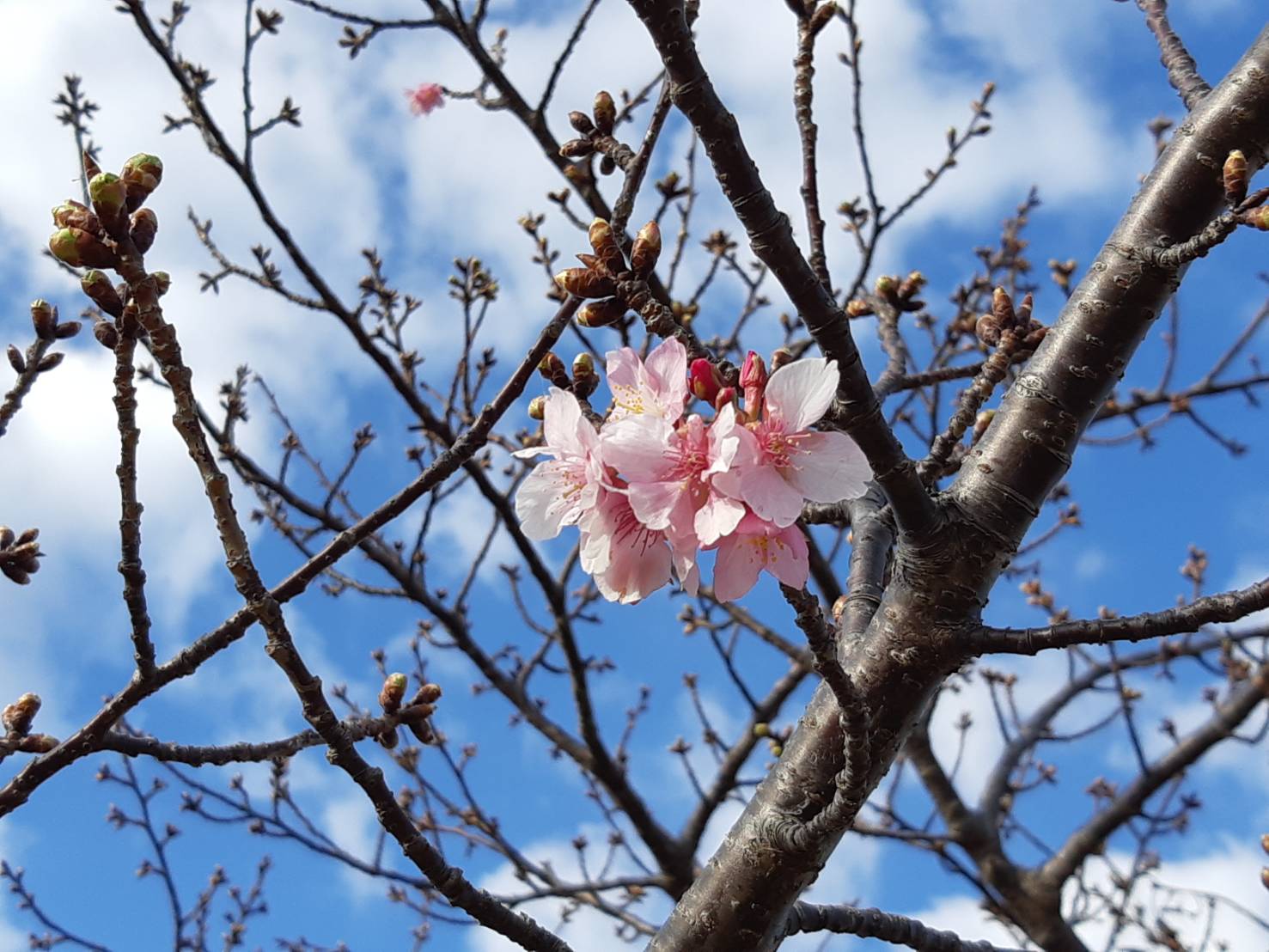 手賀沼の河津桜  手賀沼自然ふれあい緑道