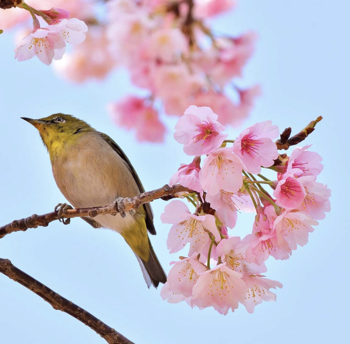 桜とメジロ 手賀沼自然ふれあい緑道