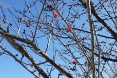 【開花情報】梅が咲き始めました