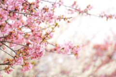 手賀沼の河津桜が美しい