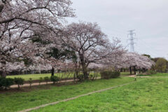 柏ふるさと公園前の桜